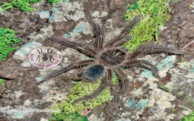 Theraphosa Blondi Sling Tarantula